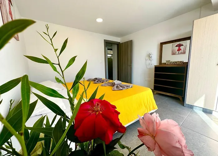 Serene Napa - Heart Of 圣纳帕